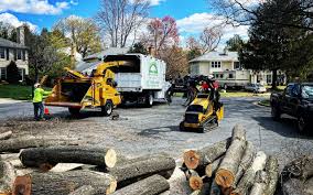 How Our Tree Care Process Works  in  Springdale, OH