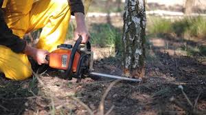 Best Hazardous Tree Removal  in Springdale, OH