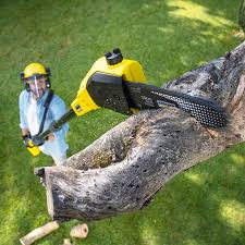 Best Sod Installation  in Springdale, OH