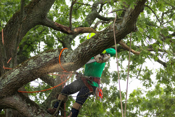 Best Root Management and Removal  in Springdale, OH