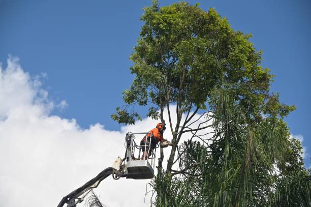 Best Tree Fertilization  in Springdale, OH